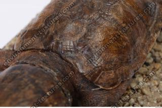 tortoise shell 0020